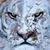 Adalberto Franco's profile image