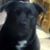 Johnny Blazenlestat's profile image