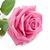 Romina Viola's profile image