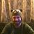 Nick Harkins's profile image