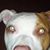 Raja Tank's profile image