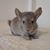 Angela Marie Staron's profile image