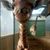 Colleen Cohron Splitter's profile image