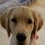Dave Gallagher's profile image