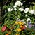 Myrna Ross Khoubesser's profile image