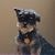 Katie Tracy's profile image