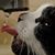 Carol Engler's profile image