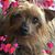 Karen Blades's profile image