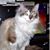 Elsie Hickman's profile image