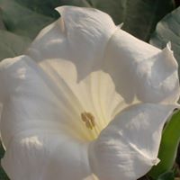 Connie Howells's profile image