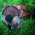 Adam Sutherin's profile image