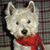 Clare L Stewart's profile image