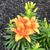 Liz Yarborough's profile image