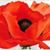 Diane Mielak's profile image