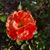 Elizabeth Kriscenski Perry's profile image