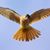 Heather Mahan Whelan's profile image