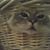 Christina Weston's profile image