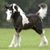 Bonnie Norgren's profile image