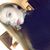 Lauren Mathews's profile image