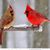 Donna Melanson's profile image