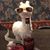 Oseas Nah Balam's profile image