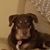 HoneynDave Hipple's profile image