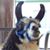 Donna Kaye Galyon Rosenbalm's profile image