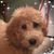 Denise Iden Branton's profile image