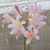 Donna Vaile Smith's profile image