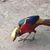 Maliha Haris's profile image