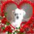 Carol Manninger Johanning's profile image