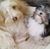 Carolyn Ingebrand Perez's profile image