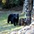 Paula J. Chelston's profile image