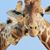 Cynthia Rogers's profile image