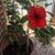 Janice Fouts Scharfenberg's profile image