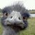Joseph Casella's profile image