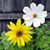 Laura Layman's profile image