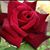 Esther Niemeyer's profile image