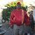 Tracey Robbins's profile image
