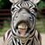 Thomas Connell's profile image