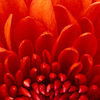 Jenifer P.'s profile image