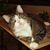 Mary Crenshaw Gillespie's profile image