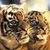 Jody Tiedemann's profile image