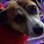 Toni Caridi Perkins's profile image