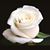 Heidi Westfall's profile image