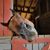 Wendy Hinton Miller's profile image