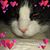 Sabrena Stephenson's profile image