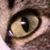 Kristi Nelson's profile image