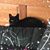 Carrie Doute Schulman's profile image