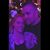 Lauren VandenAvond's profile image